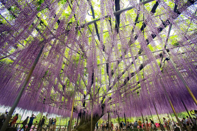 Nhật Bản lung linh mùa hoa Fuji tháng 5 